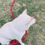 お庭で遊んでます