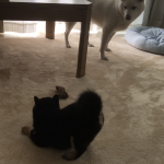 新しい家族の黒柴ナツ。