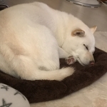 ご飯の後の寝姿