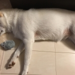 大好きなネズミさんと一緒