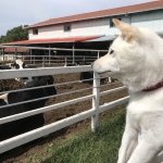 牛さんとパシャリ