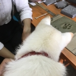 ワンチャン手形