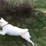 飛行犬っぽい？