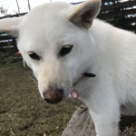 鼻に何つけてんの？