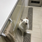 台所で待機するユキ