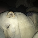 ベッドで寝るユキ