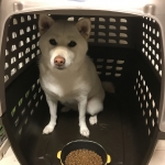 ご飯を待つユキ