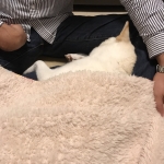 足を枕に寝るユキ