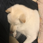 足を枕に寝るユキ2