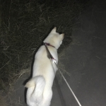 夜道を歩くユキ