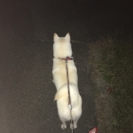 夜道を歩くユキ
