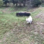 駆け下りるユキ