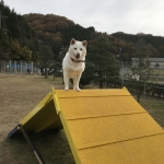 上がったら降りません